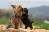 YORKSHIRE TERRIER 620